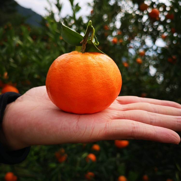 四川红橘万州古红桔新鲜川红柑橘古老树陈皮万县四川大红袍橘子 9斤