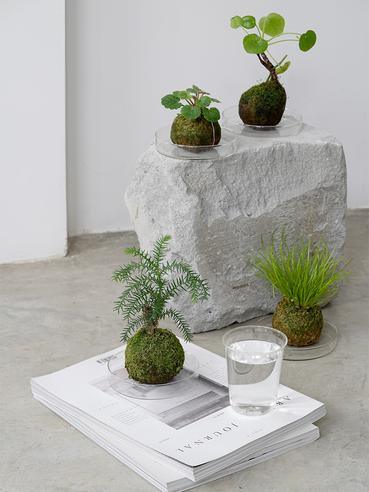 微景观盆景室内桌面绿植盆栽苔藓球水苔球办公室摆件 镜面草苔藓球