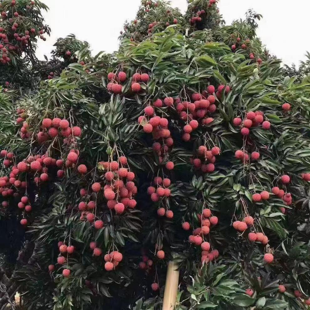 荔枝苗樹苗 嫁接新品種仙進鳳無核荔枝盆栽地栽當年結果南方種植 4年