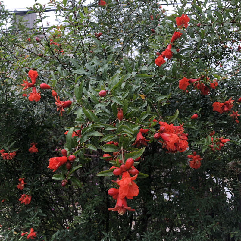 潮汕红花仙草抹草春草吉祥草阳台盆栽喜庆吉祥植物石榴花2025cm不含盆