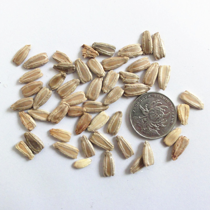 早熟高产长葫芦籽农家阳台菜园大棚春秋季播种蔬菜种子 短瓠一号种子