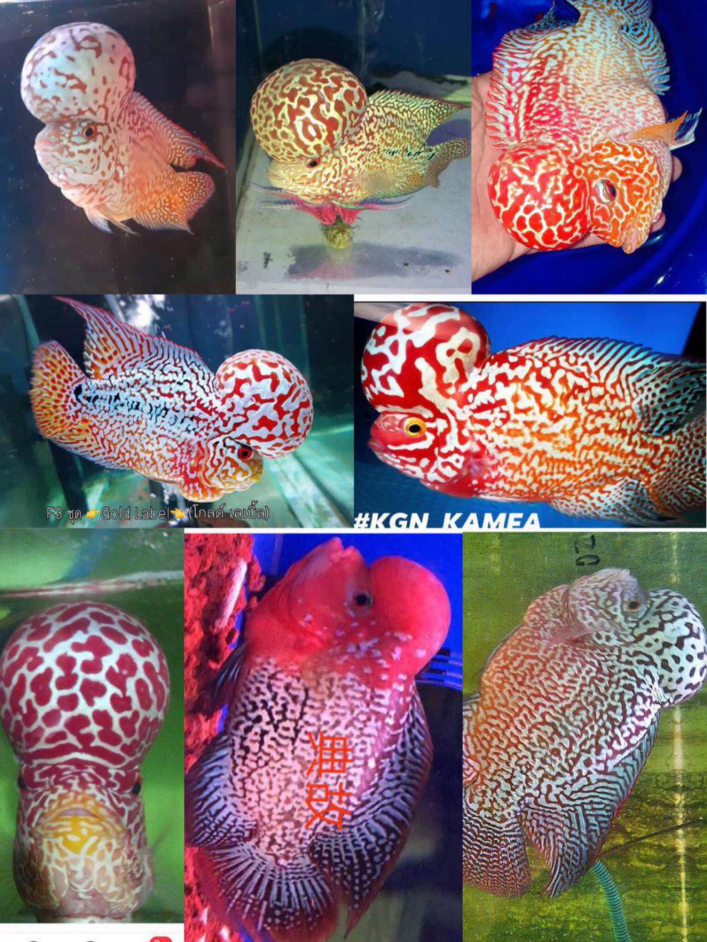 不二臣泰国进口观赏罗汉鱼泰金幻彩虹退沙红金花火凤蛇纹泰古典精品苗