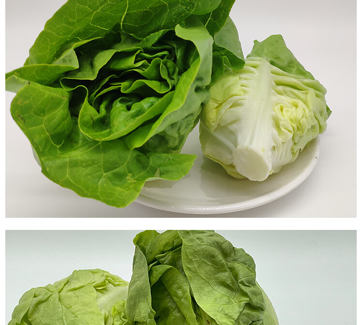 fgacct奶油生菜 500g 新鲜蔬菜 牛油生菜 沙拉伴侣西餐厅沙拉轻食 250
