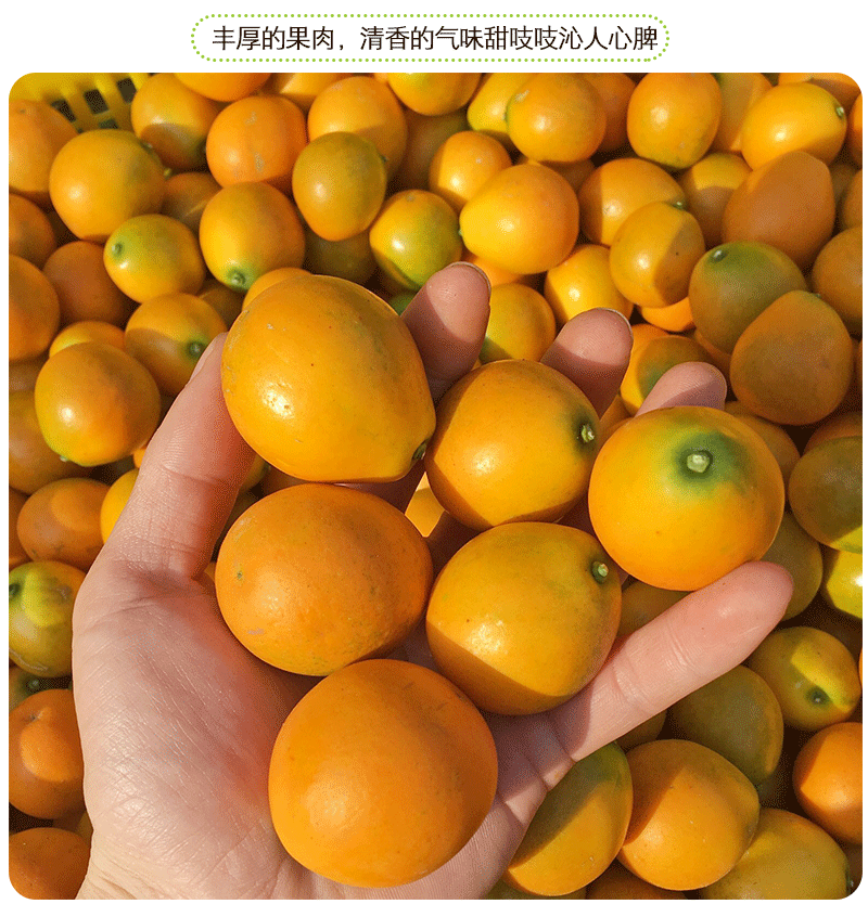 骄瑰脆蜜金柑广西融安脆蜜金桔金橘纯甜无酸果园直发3斤礼盒装脆蜜