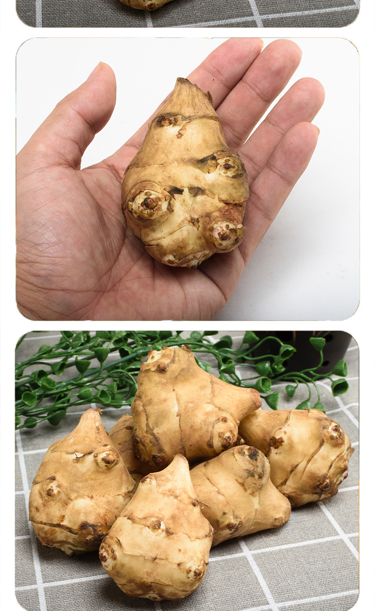 现货洋姜新鲜10斤野鬼子姜不辣农家蔬菜酱菜腌菜泡菜甜阳菊芋团建商务