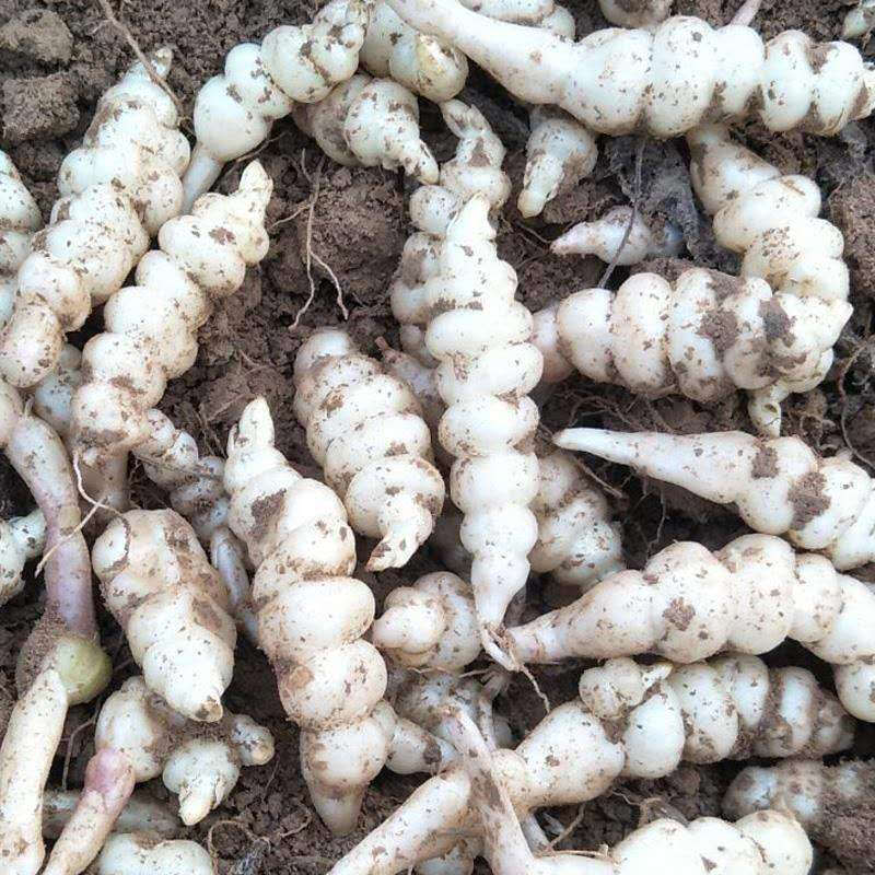 新鲜1-5斤装地环宝塔菜地葫芦螺丝菜甘露子种子地牯牛蔬菜 2500g