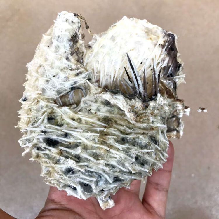 深海野中号 刺龟皮刺豚鱼皮 北海特产 干货250克4-5个补胶原 500克7-8