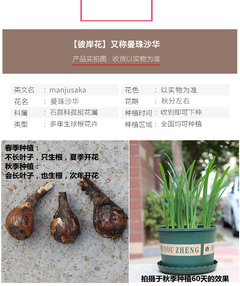 彼岸花种球十颗盆栽曼陀罗花曼珠沙华种子花苗庭院室内地栽石蒜苗彼岸花大红运10颗球其他 图片价格品牌报价 京东