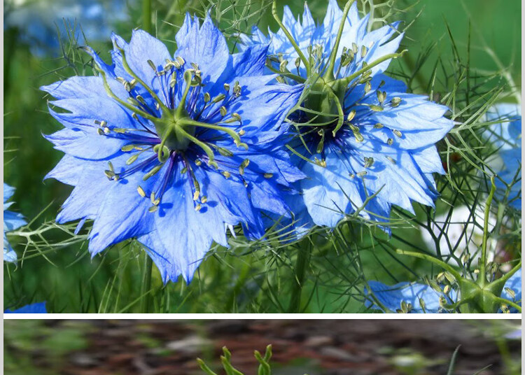 黑种草种籽波斯宝石花种子花四季开花室内外易种庭院七彩花卉 野花组