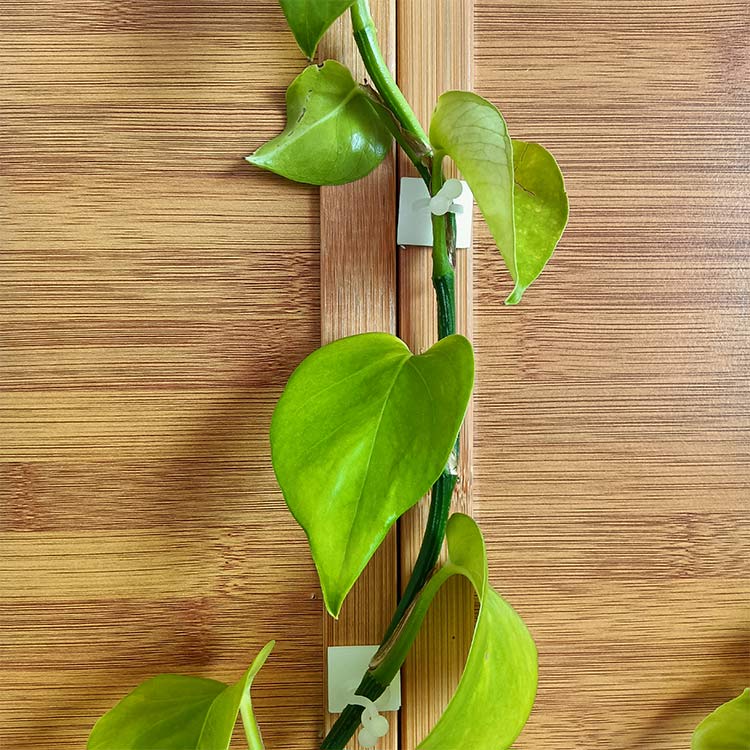 利比尔绿萝爬墙固定神器月季蔷薇室外卡扣夹绿植藤蔓爬藤固定器墙上