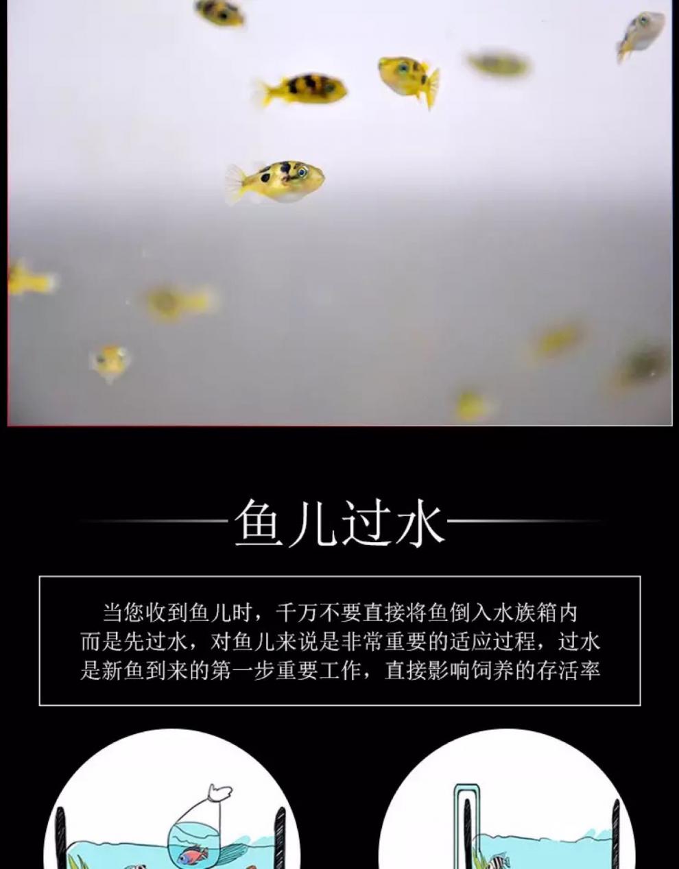 河豚鱼活体巧克力娃娃活体潜水艇小型热带观赏鱼蜗虫克星草缸除螺客厅