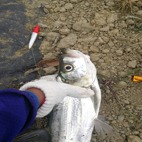 6g/16克淡水海钓翘嘴鲈鱼专杀假饵 翘刹金-16克