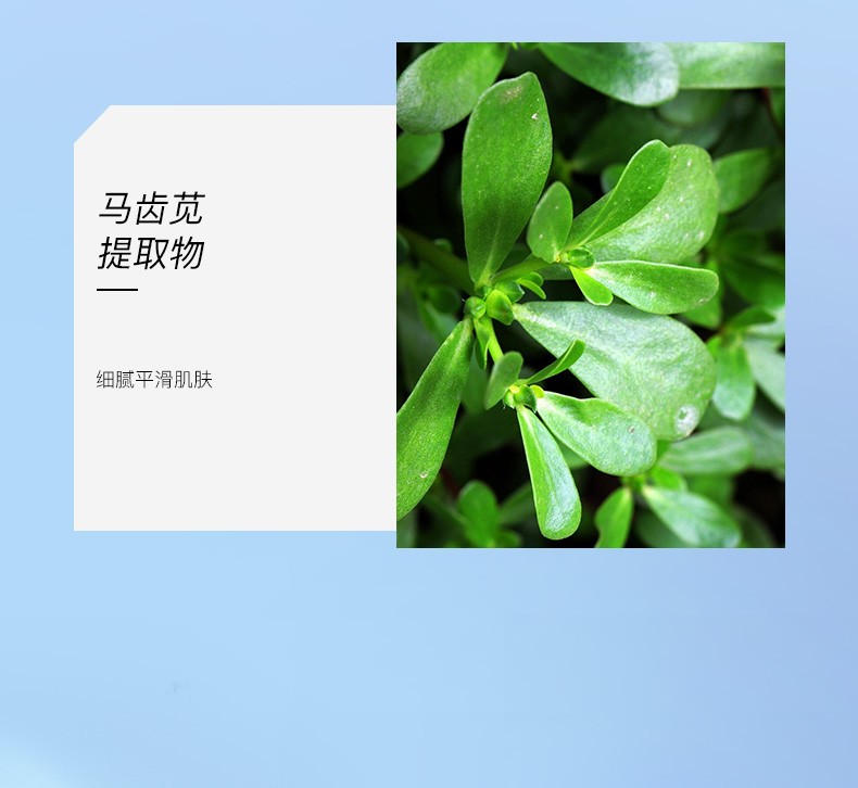 配面膜5片moonseem极地之悦面膜泥膜涂抹式面膜100g海星枝管藻面膜