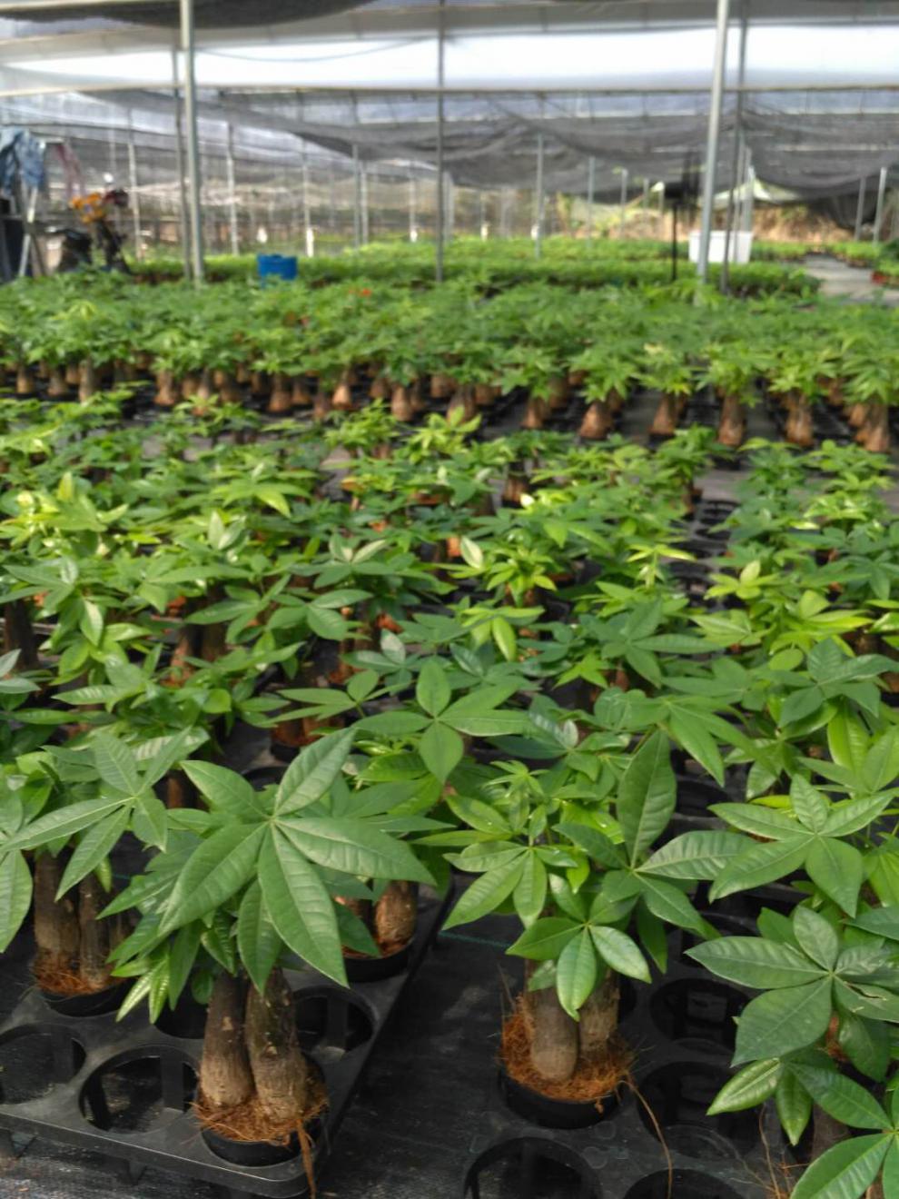 现货现发发财树小盆栽树桩小盆景树苗室内办公室净化空气除绿植树桩头