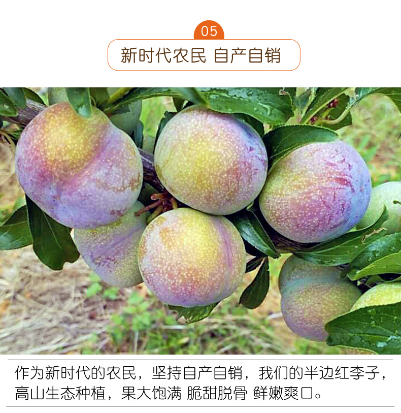 四川茵红李青红脱骨李子新鲜脆甜当季水果青脆李脆红李半边红巫山5斤
