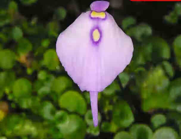 植物禾叶小白兔挖耳草小型盆栽食虫植物 利维达狸藻【面积5x5】 带