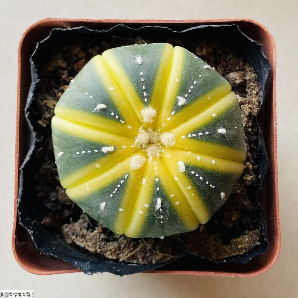 无刺仙人球多肉植物软毛不扎手好养开花仙人掌趣味盆栽 五角琉璃3-5cm