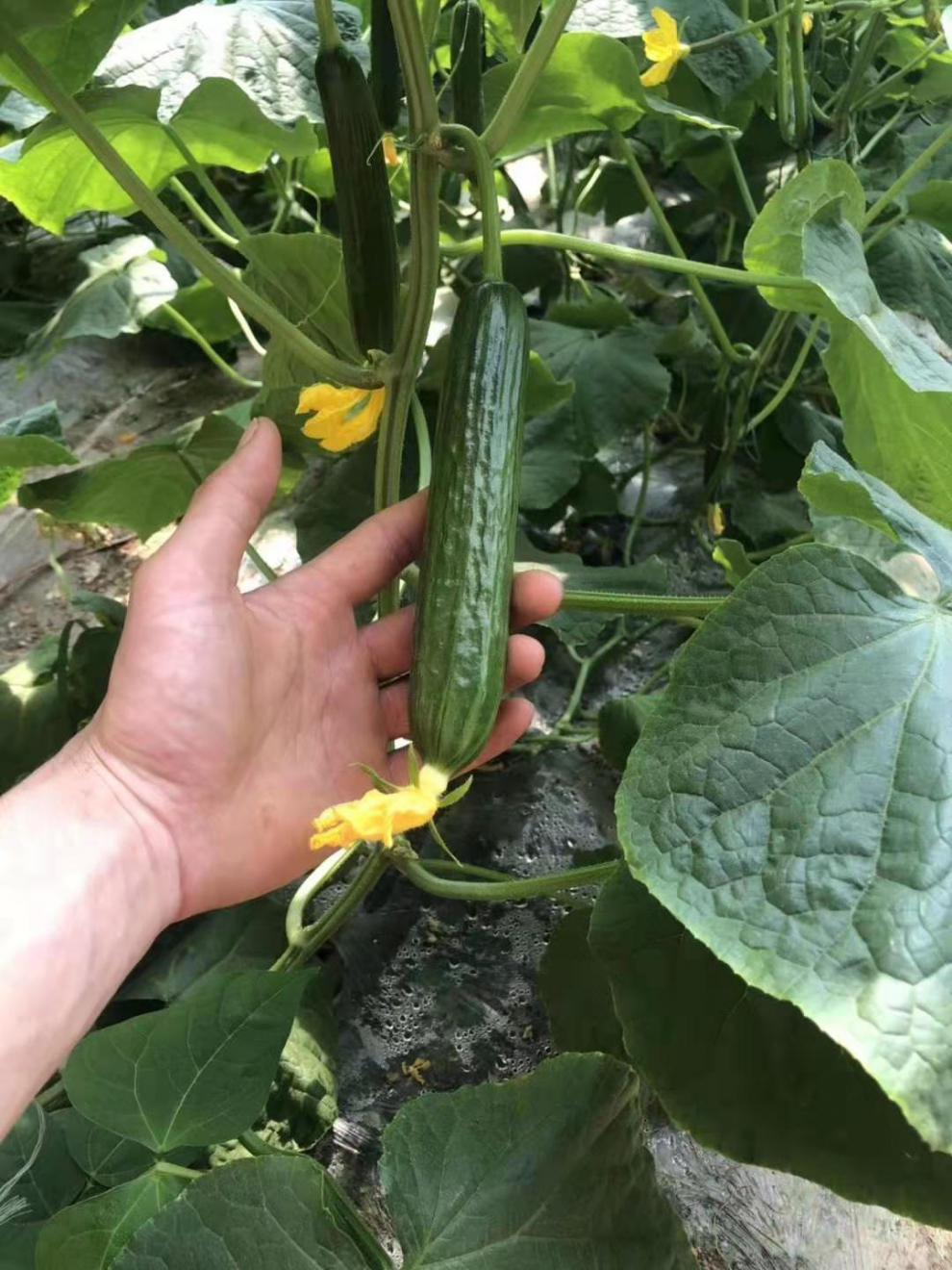 小黄瓜水果黄瓜无刺荷兰小青瓜应季生吃新鲜蔬菜农家自种精品水果黄瓜