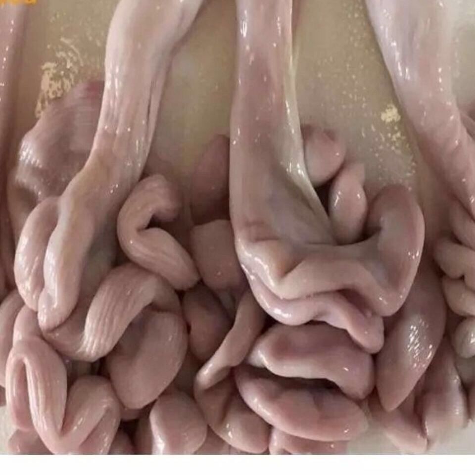 猪脆肠是什么器官图片