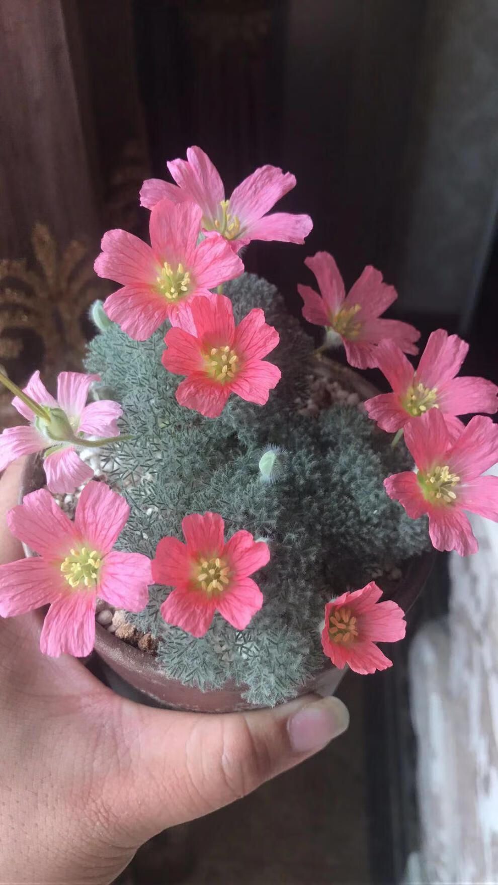 多肉白皮月界小苗白皮月界多肉稀有块根块茎多肉纯种白皮非杂交虎雀a