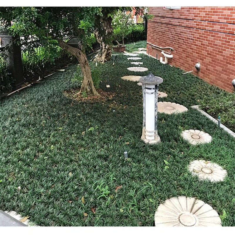 日本麦冬草苗矮麦冬草苗玉龙草四季长青耐寒耐践踏短叶麦冬草庭院绿植