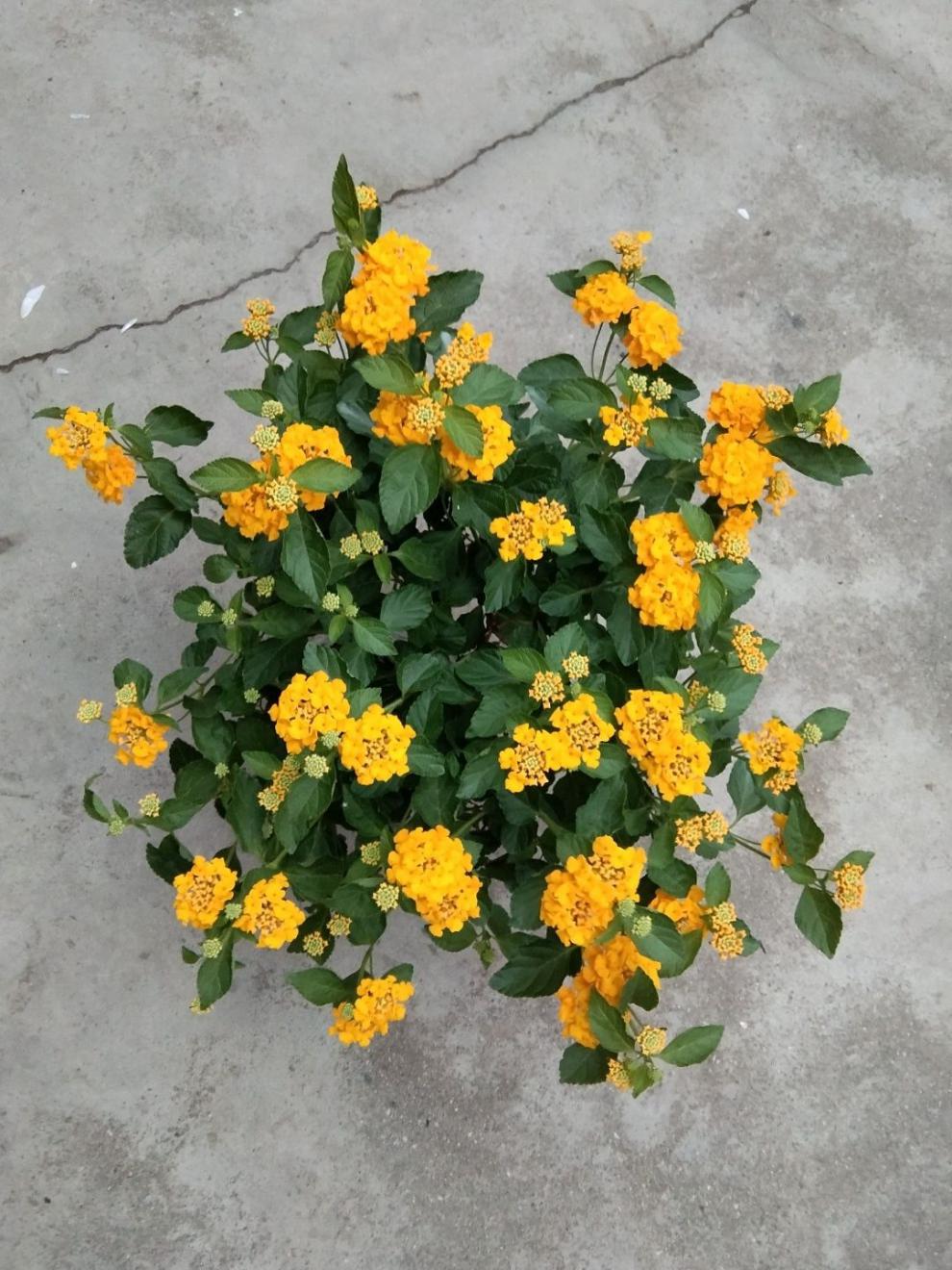 卉双五色梅马缨丹五色花变色梅盆栽庭院地栽花期长耐热耐寒花卉植物 