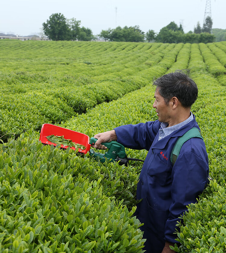 无刷电动采茶机单人手便携式草莓修剪机充电绿篱机小型茶叶采摘机无刷