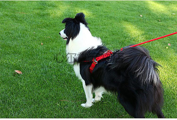 边牧狗绳边牧绳中小型犬狗套装边境牧羊犬遛狗绳牵狗绳狗链 黄色牵引