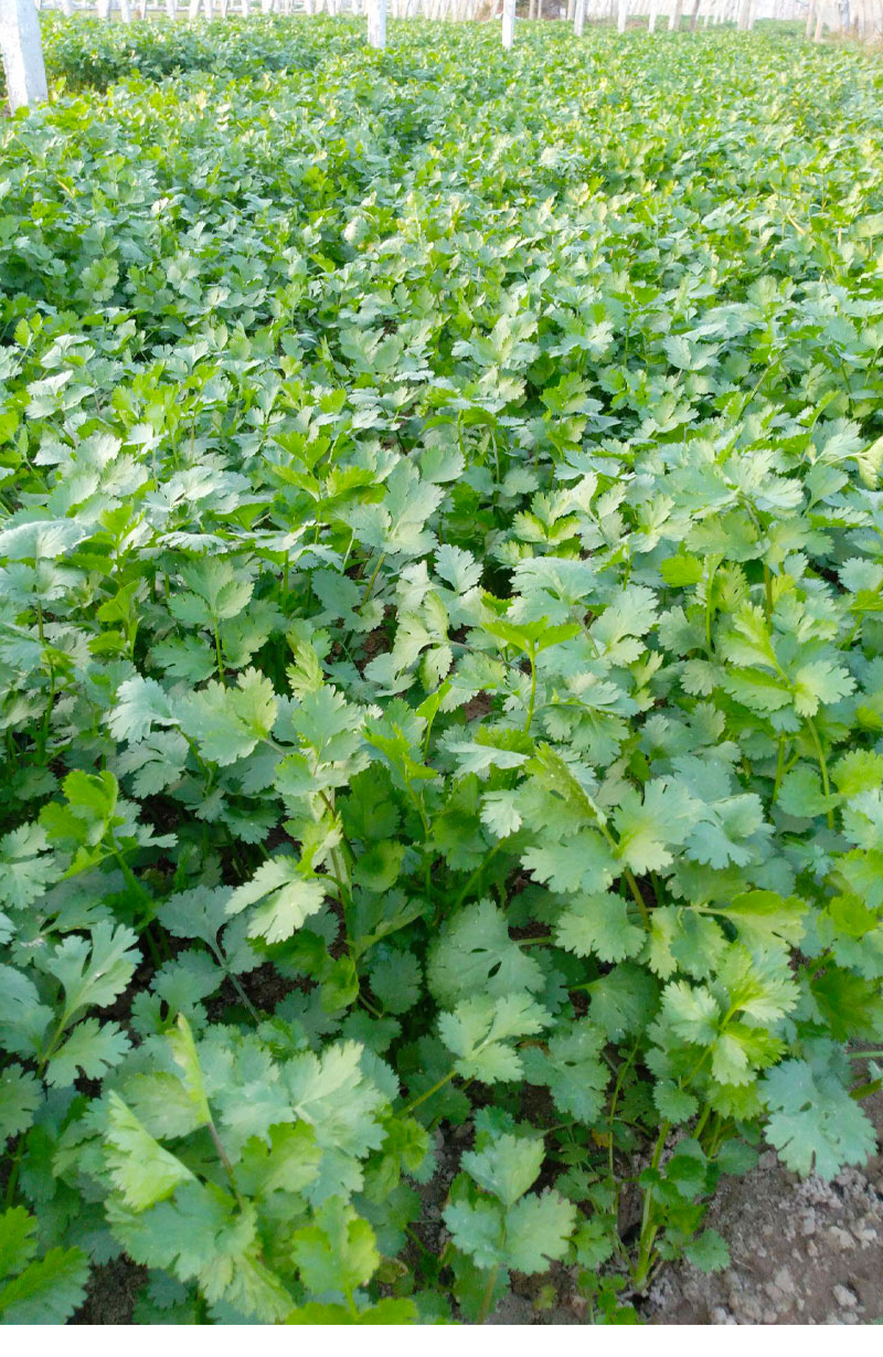 美国耐热香菜种子种籽孑大叶芫荽苗仔籽种食用夏季四季盆栽蔬菜 小叶