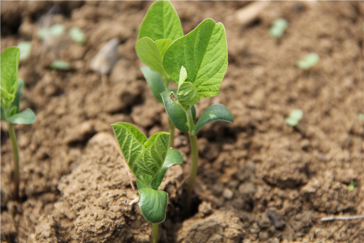 黄小米小米粥小黄米新米沂蒙山农家特产杂粮月子米5斤装