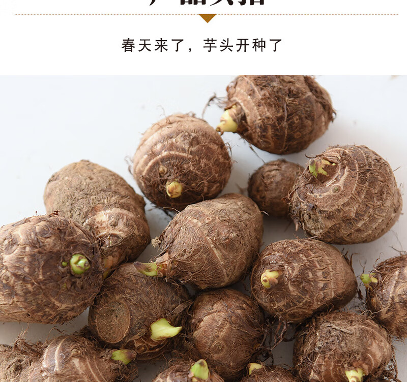 芋头种子山东小芋头苗新鲜芋头种植苗毛芋头催芽芋艿5斤批发 9斤 山东