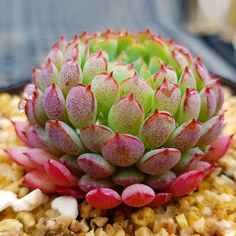 观音莲多肉植物长生草系办公室稀有红爪火祭蓝鸟超大罕见绿植盆栽西瓜