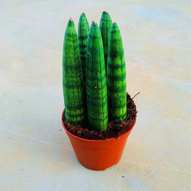 上新稀有品种佛手虎皮兰植物盆栽圆叶虎尾兰裸苗风桌面办公室绿植新品