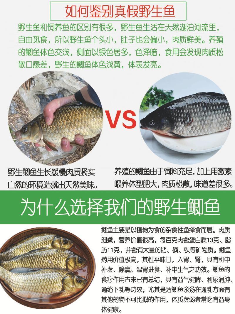 鲫鱼的品种及图片介绍图片