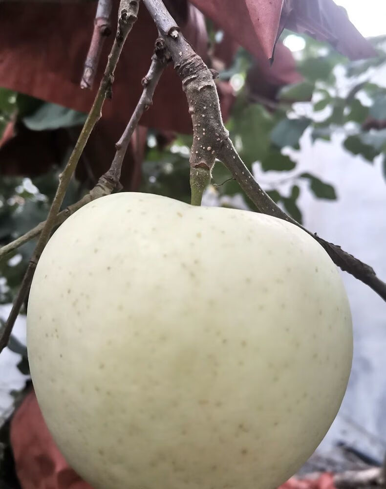 山东奶油苹果新鲜白苹果牛奶孕妇新鲜水果现摘现发鲜脆甜年货5斤大果