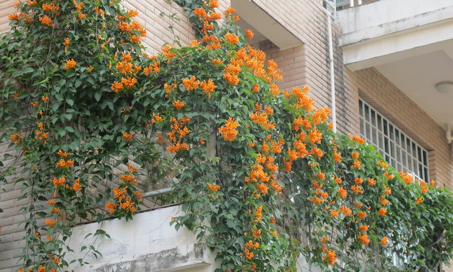 汉柠攀爬植物油麻藤紫藤炮仗花苗攀援花卉红爆竹花围墙花庭院阁楼程伊