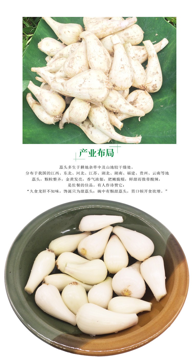 江西新鲜荞头教头葱乔头大个茭头芥头腌制酸甜藠头原料非四川湖南