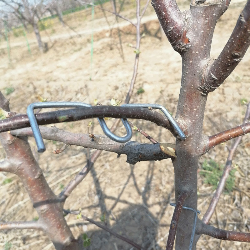 树开角樱桃支撑固定拉枝定型器果树压枝器hkmlm型10厘米5斤约125个