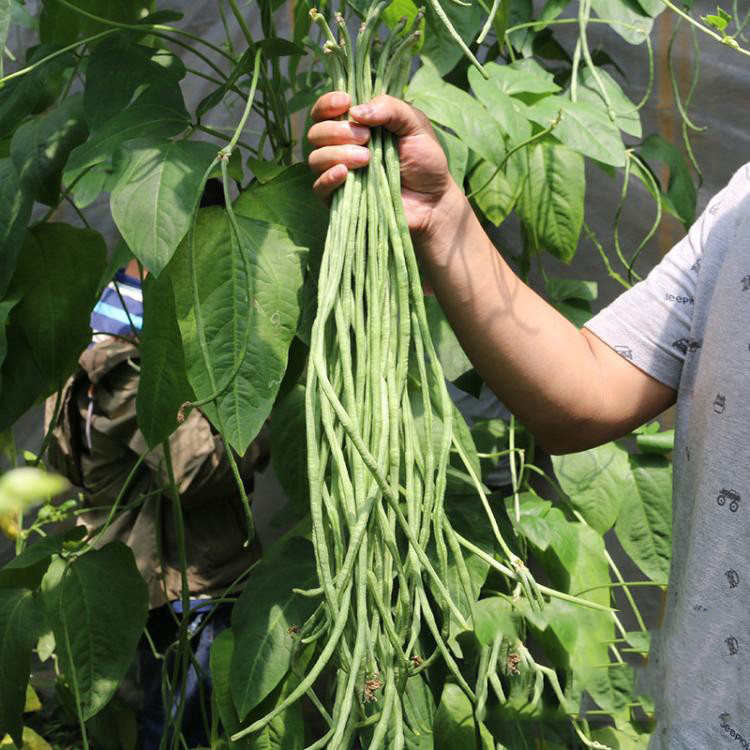 袁綠條特長豆角豇鋪天蓋地豇豆種子架豆蔬菜基地用種春播四季種籽鋪天