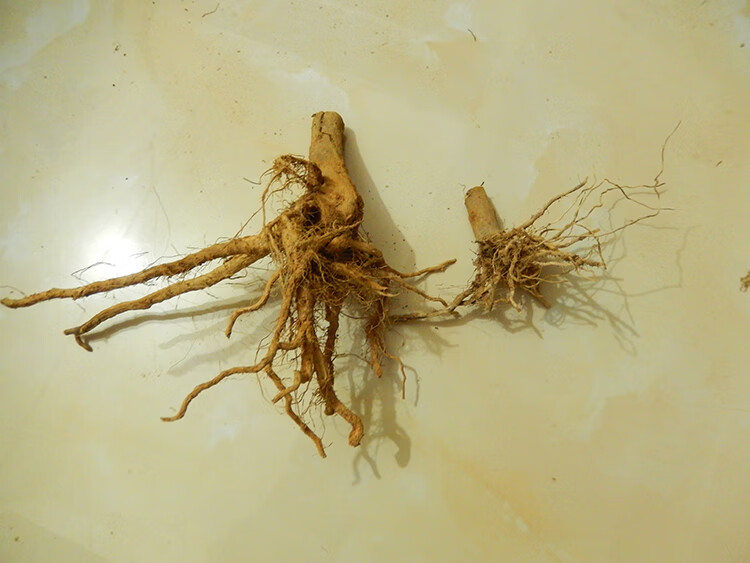 构趣白茄根 中药材 白茄根 茄子根 茄母 茄根