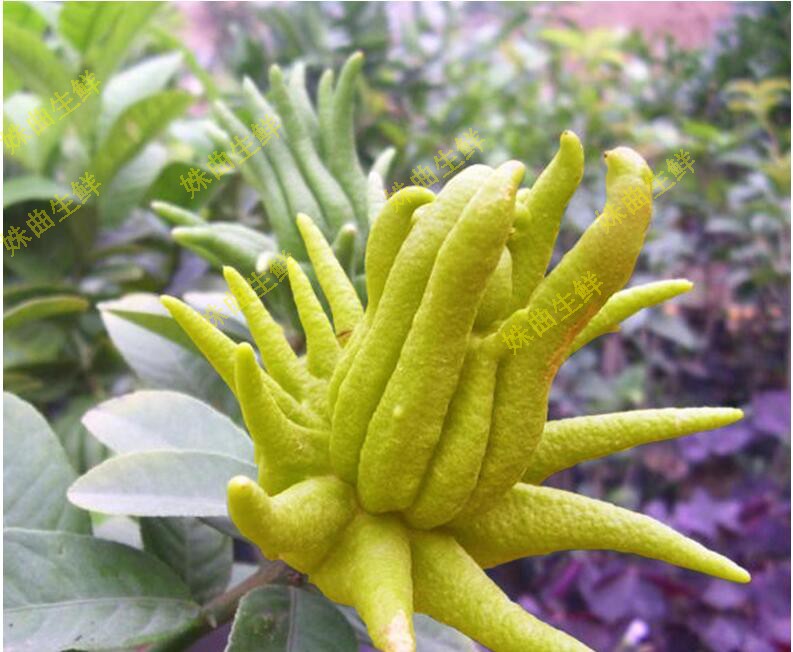 【带枝现货】佛手果 新鲜金华佛手鲜果 佛手柑 供佛 小青佛手 5支迷你