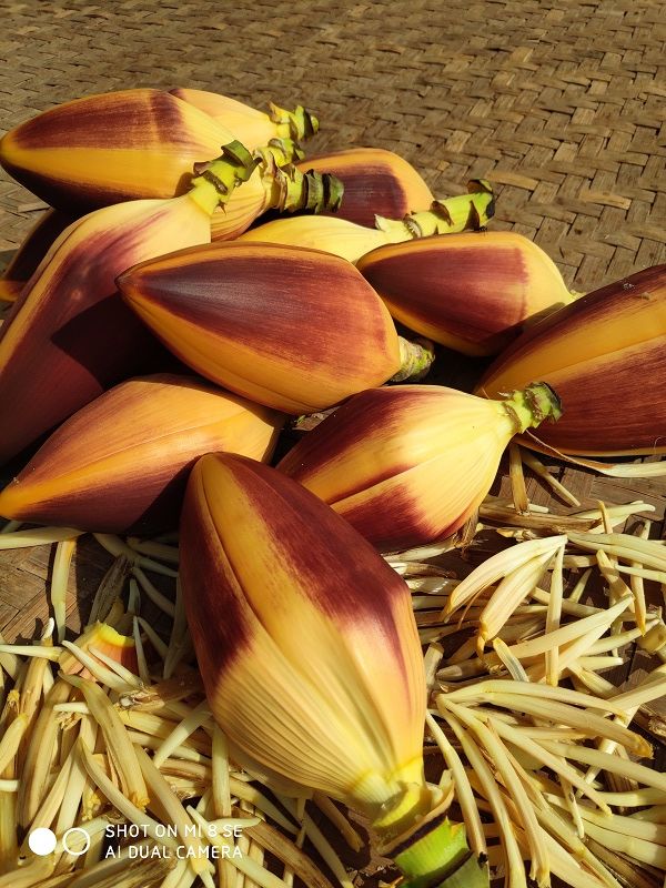 芭蕉花干云南西双版纳干芭蕉花芭蕉衣 干野生芭蕉衣500g【图片 价格