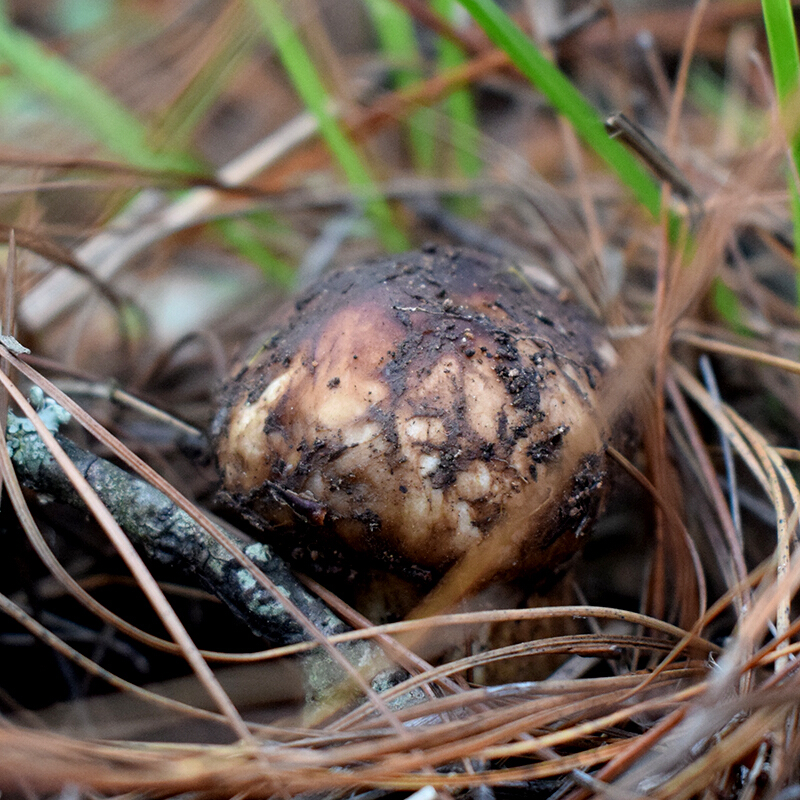 新鲜松茸香格里拉菌菇500g云南菌子特产出口6-8cm【图片 价格 品牌 报