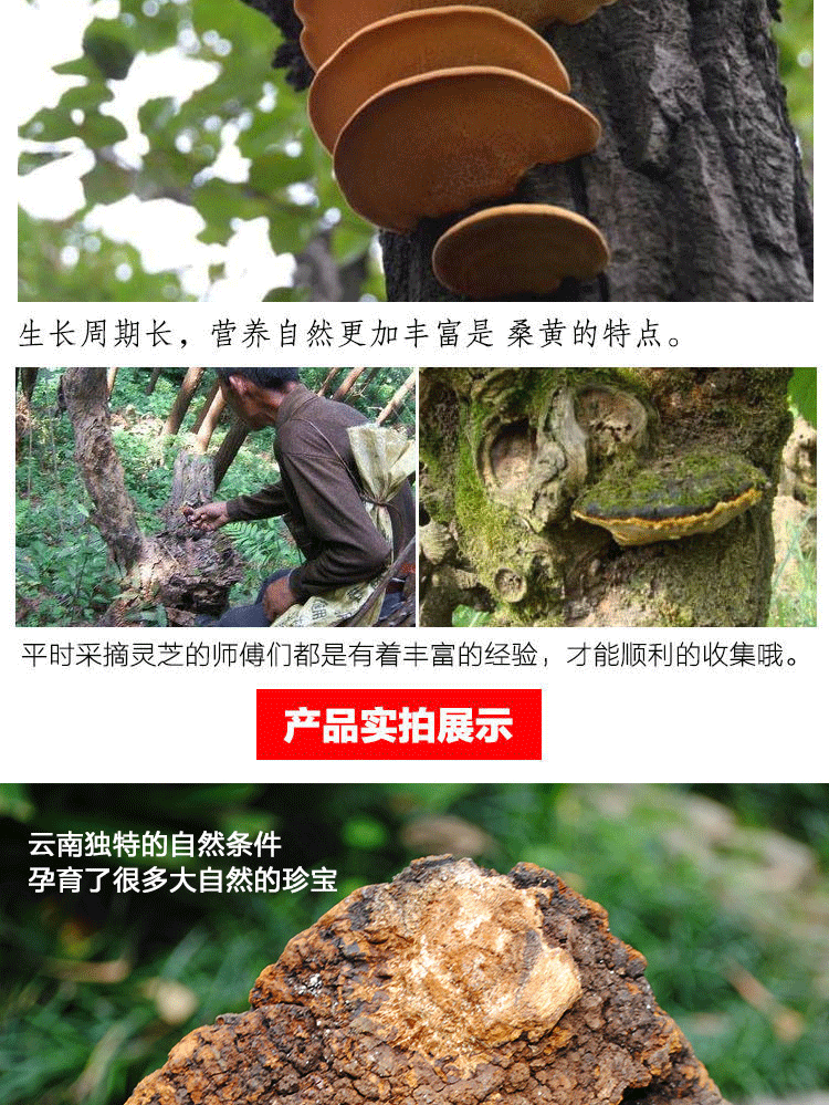 香格里拉高原特级野生桑树桑黄灵芝500克食菌 切片500g【图片 价格