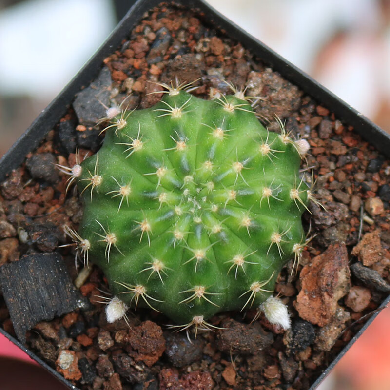 黄金荷花仙人球 稀有美花大花勤花丽花属仙人掌多肉办公室 极光3-4cm