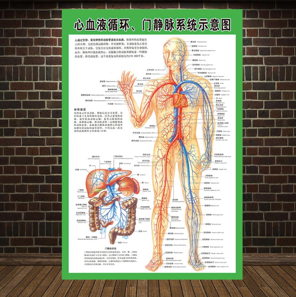 医院人体结构挂图 人体器官解剖图心血液循环门静脉血管示意图海报