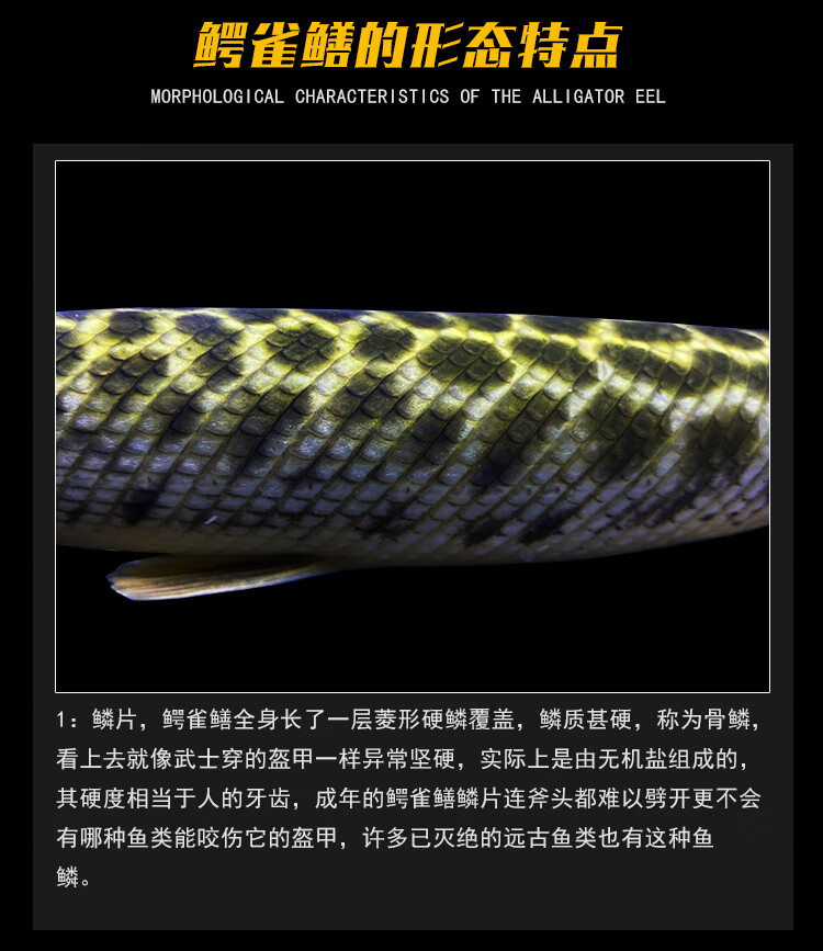 大型白化火箭幽灵火箭黑火箭福鳄尖嘴鳄大型热带鱼凶猛鱼观赏鱼水财神