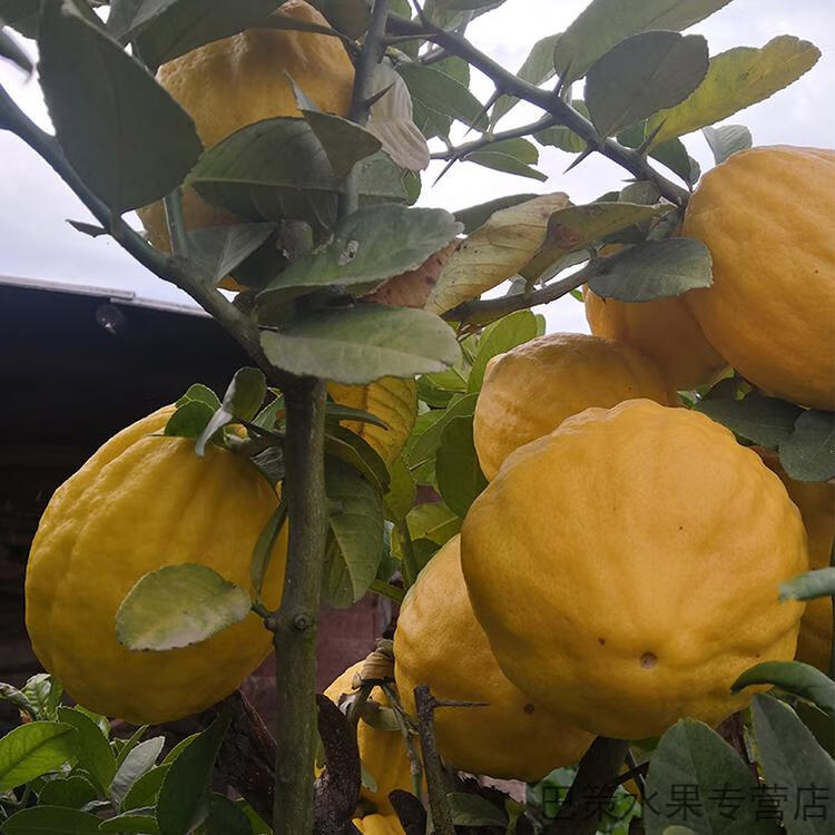 5a品质特清香云南香缘大果新鲜香橼果佛手柑水果28斤现摘香园清供室内