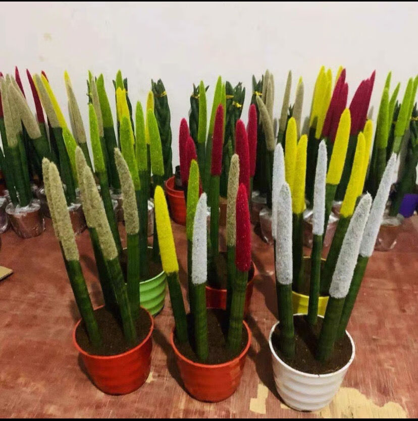 虎皮兰植物盆栽圆叶虎尾兰裸苗风桌面办公室绿植新品擎天柱两颗裸根不