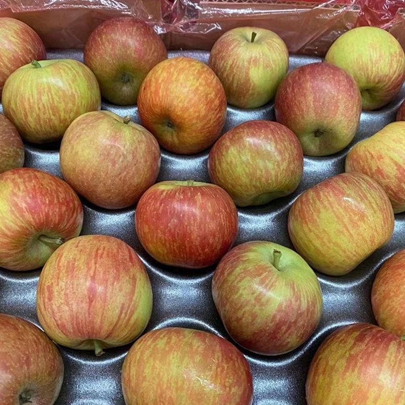 南非进口牛顿小苹果【顺丰现货】新鲜时令水果 迷你苹果